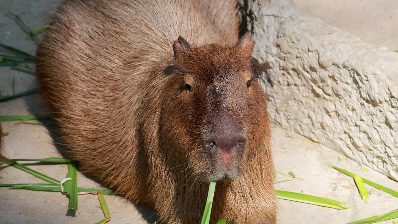 capibara comiendo hierba en un recinto soleado