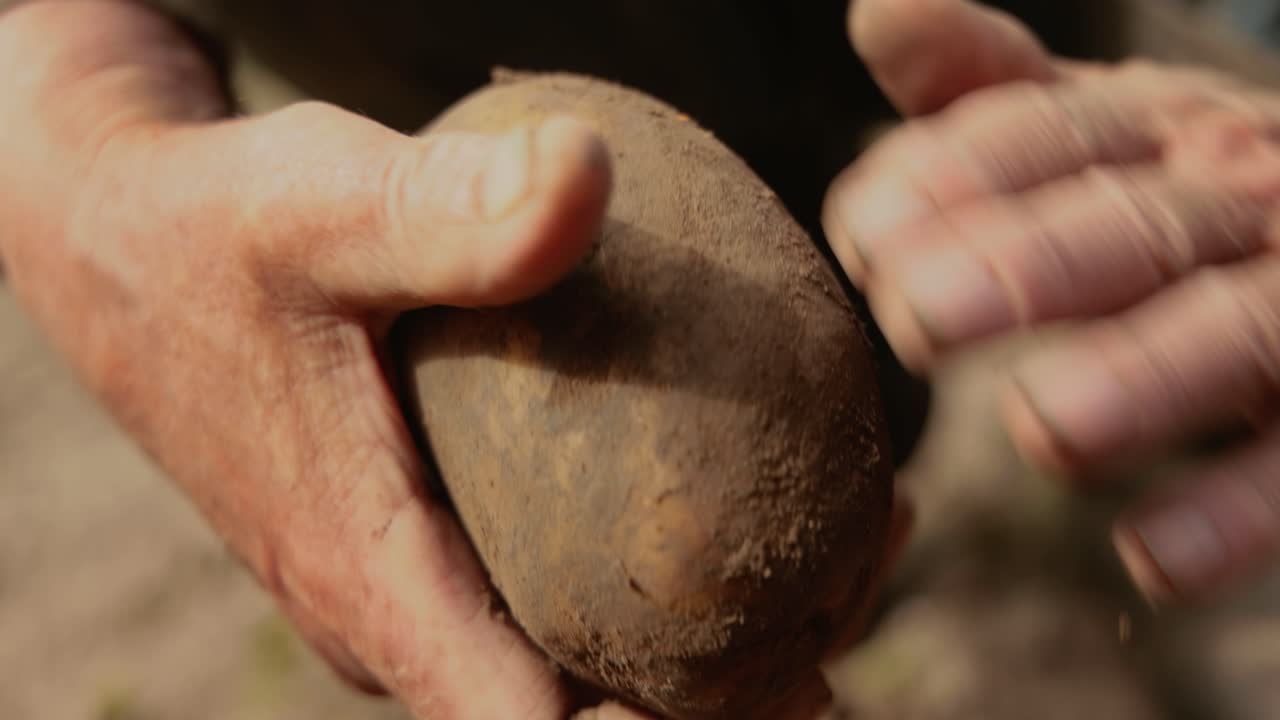 el granjero inspecciona su cosecha de patatas con las manos manchadas de tierra.