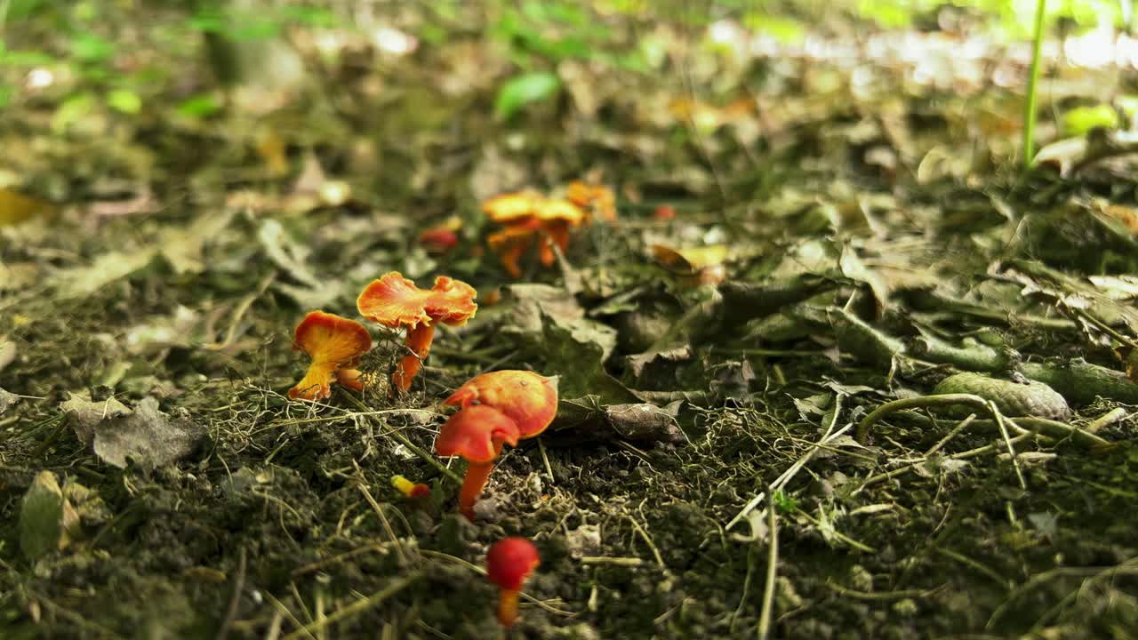 Orange and yellow waxcap Hygrocybe mushrooms growing on woodland duff floor
