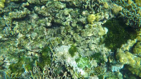 Bajo-El-Agua-Colorido-Arrecife-De-Coral,-Dar-La-Vuelta-Al-Jardín-De-Coral,-Los-Roques-Venezuela