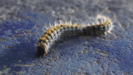 close up: one small fuzzy and hairy worm crawling on dark pitted surface