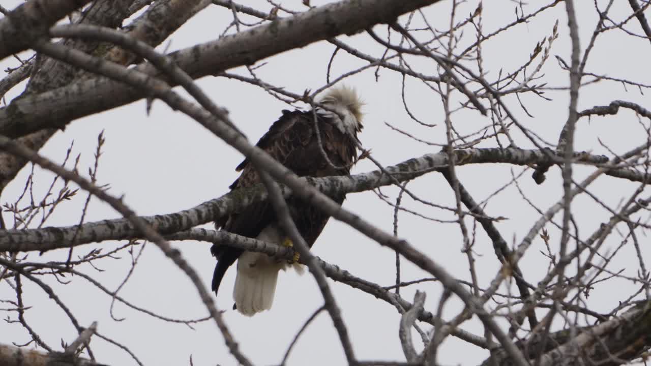 Majestic bald eagle perched on breezy tree branch calling out across the wilderness