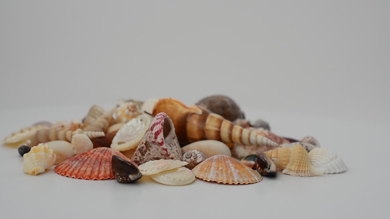 Sea shells isolated on white. Shooting in the movement