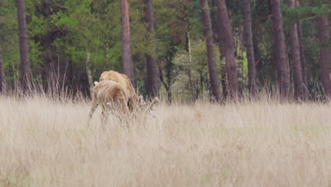 red deer with velvet antlers grazing in meadow in the veluwe nature reserve