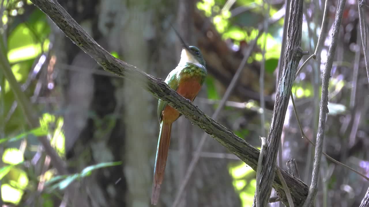 Galbula ruficauda in Colombia's Coffee Growing Region