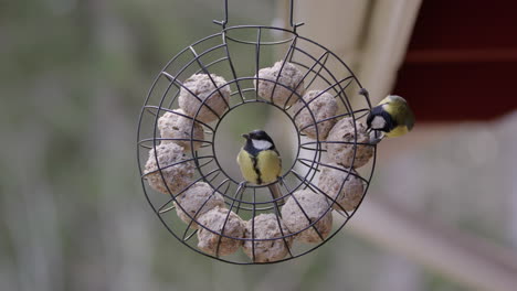 great tit birds eating fat balls in bird feeder, slow motion medium shot