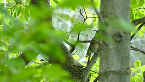 caída del pájaro parpadeo del norte migratorio en un árbol previamente perforado en pequeños agujeros