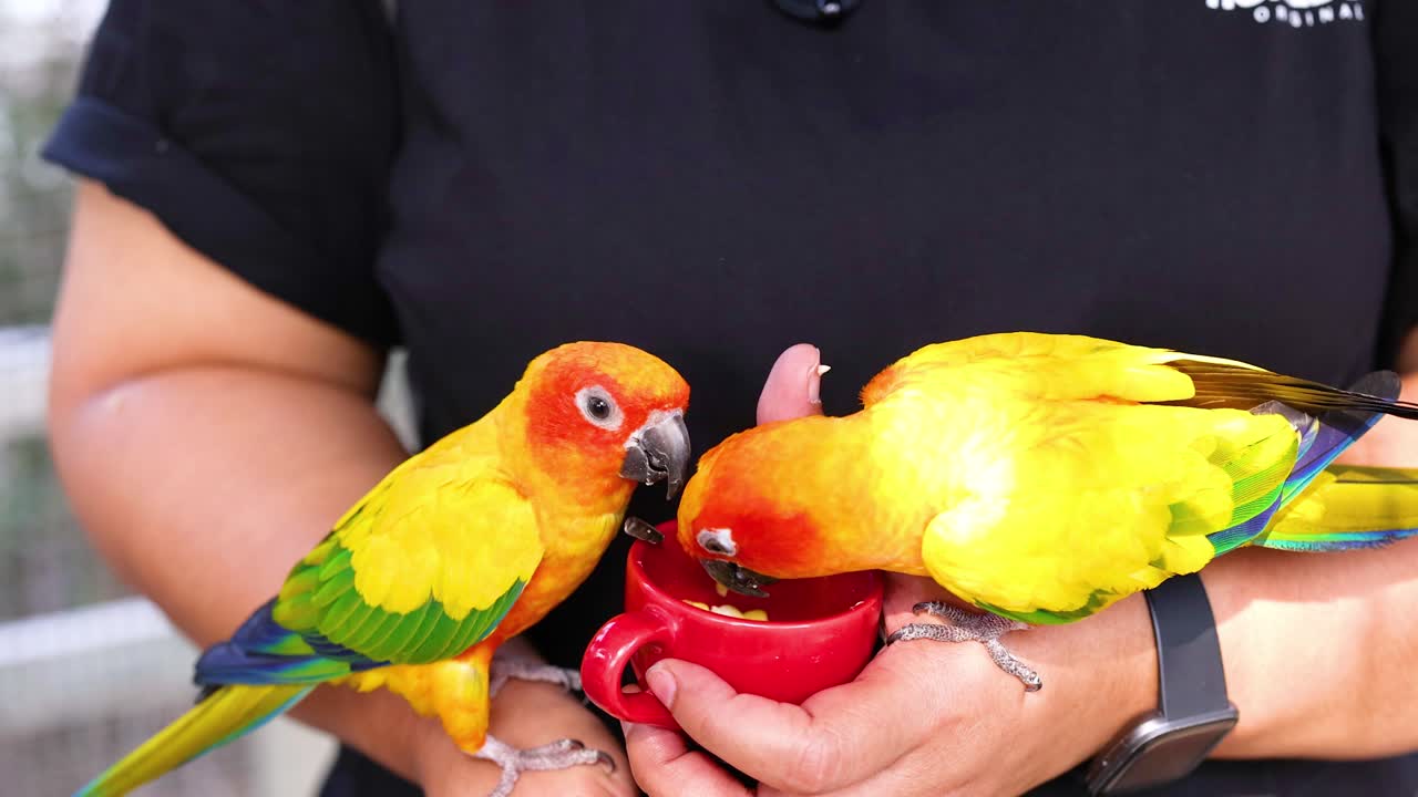 dos loros comiendo de un cuenco rojo