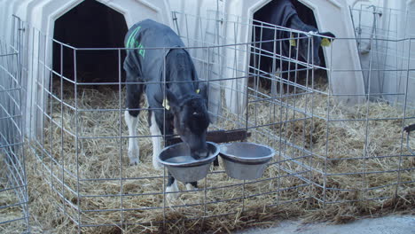 young black and white calf lies in straw and looks alert