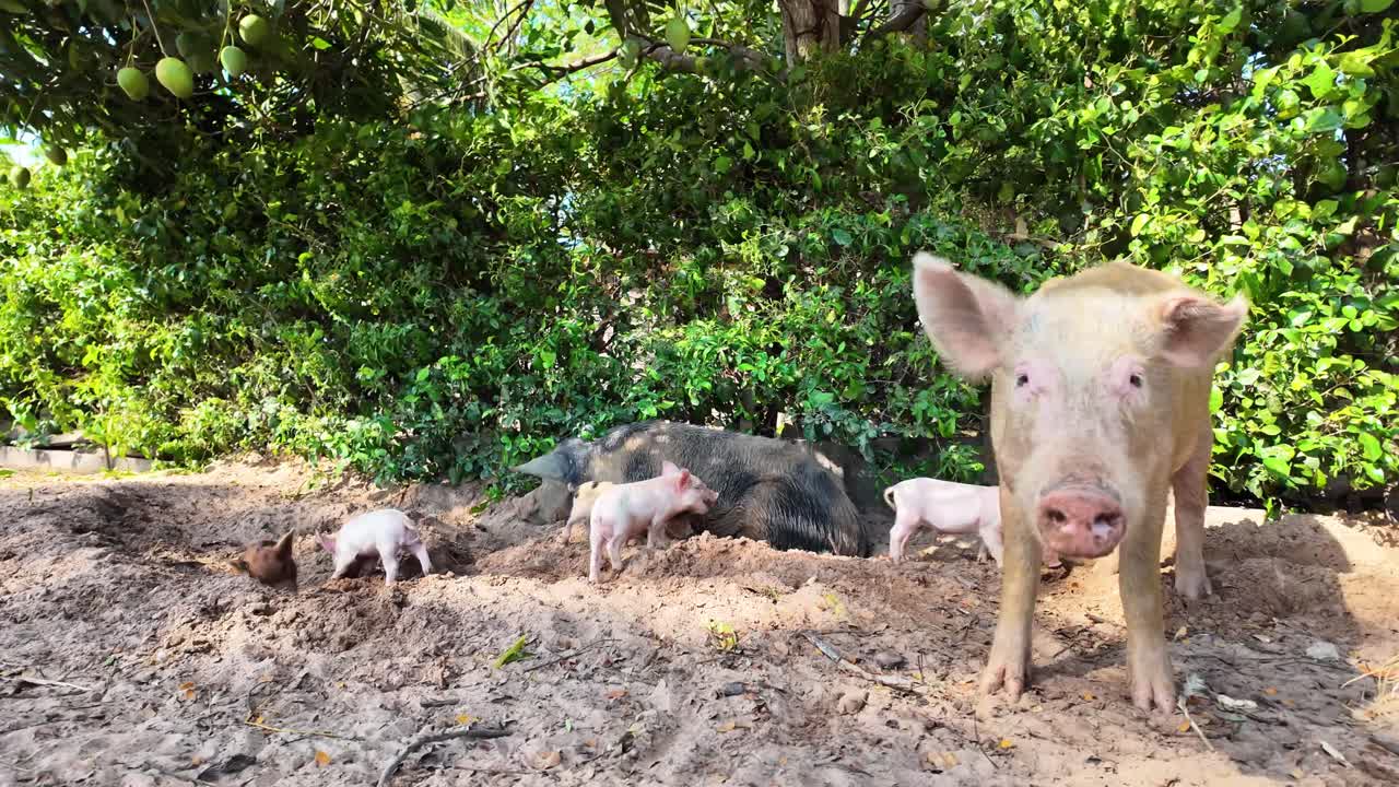 Tender moment mother pig interacting with her piglets on a rustic farm, piglets feeding and exploring around their mother, symbolizing family bonds, care, and simplicity of rural life