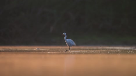 white heron, great egret, fishing in the lake