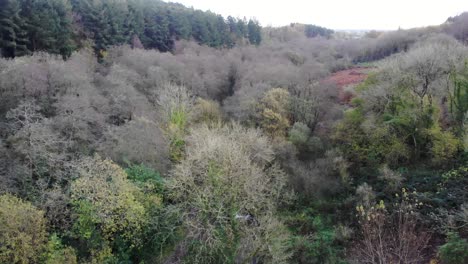 autumnal woodland forest located in the blackdown hills area of outstanding natural beauty south of otterford in somerset