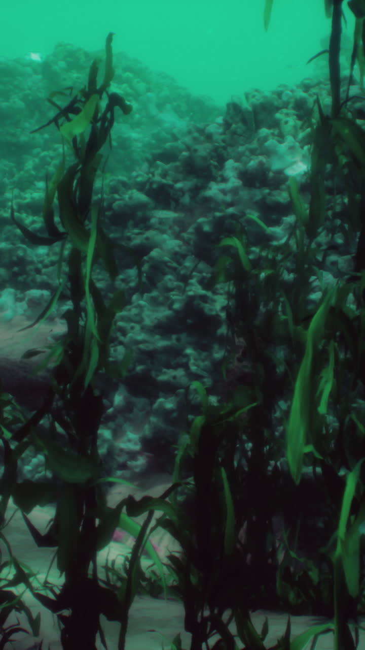 海や海の水中のサンゴ礁