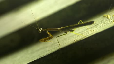 vista macro de la mantis orante de pie en una hoja de palma, limpiando las garras