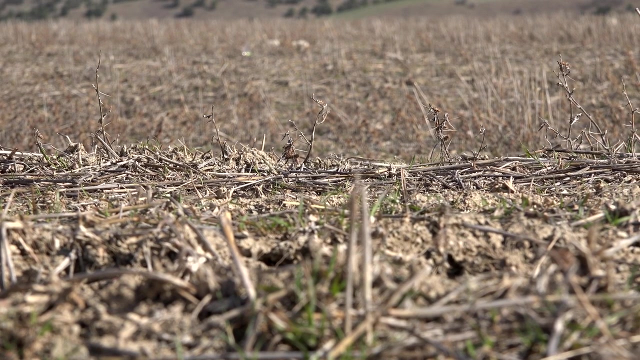 Vue en contre-plongée d'un champ agricole sec après la récolte