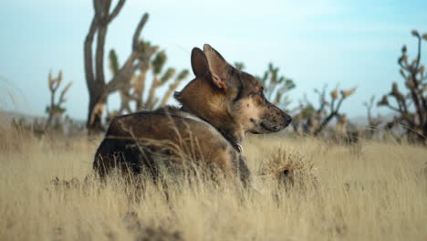 Un-Perro-Mascota-Es-Liberado-Entre-Los-Arbustos-Y-Se-Sienta-Relajándose-En-La-Reserva-Nacional-De-Mojave,-California,-Estados-Unidos.