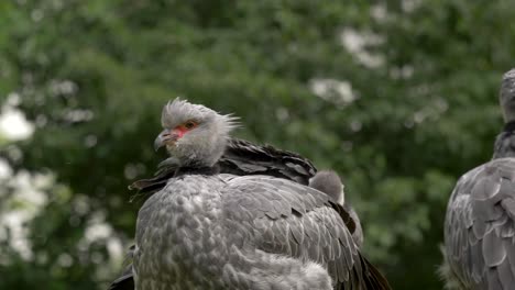 Beautiful-shot-of-a-group-of-Southern-Screamers