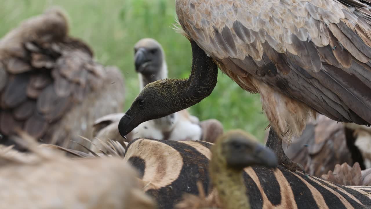 Medium shot of a white-backed vulture standing on the zebra kill while more vultures moving around the dead animal, Mashatu Game Reserve, Botswana