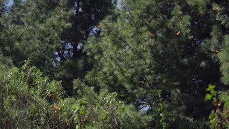 toma en cámara lenta de mariposas monarca volando