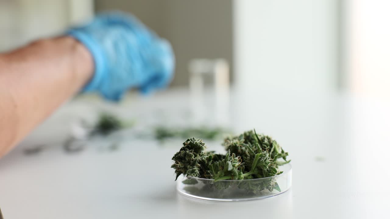 Cannabis Research in the Lab