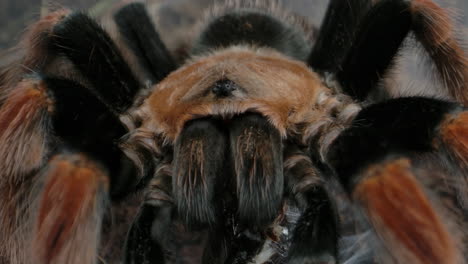 tarántula mexicana de rodillas naranjas de cerca comiendo