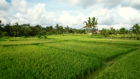 Luftaufnahme-über-Einer-Tropischen-Grünen-Reisfeldterrasse-In-Bali,-Indonesien-Mit-Kokospalmen-Bei-Sonnenuntergang