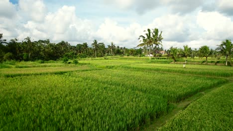 Antena-Sobre-Terraza-De-Campo-De-Arroz-Verde-Tropical-En-Bali-Indonesia-Con-Cocoteros-Al-Atardecer