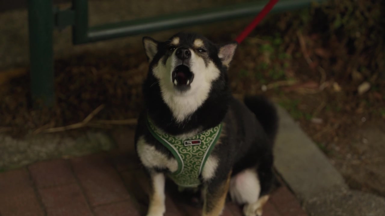 Black and tan Shiba Inu dog with green harness sitting on street in Japan