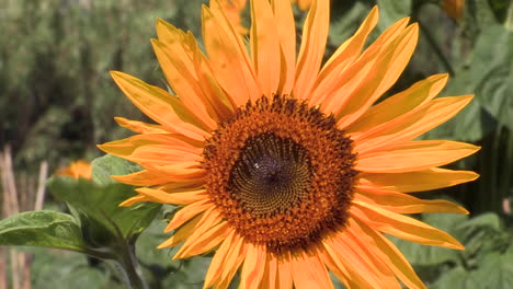 yellow sunflower flower close-up, which moves with the wind, very beautiful