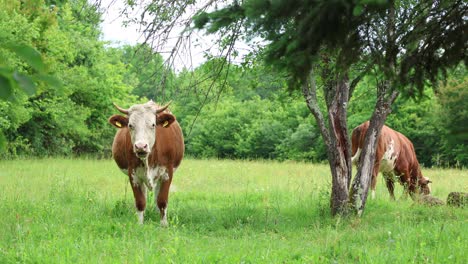 Rebaño-De-Vacas-Pastando-En-Un-Campo-Abierto-Verde-Fresco-En-Un-Día-Nublado-De-Verano