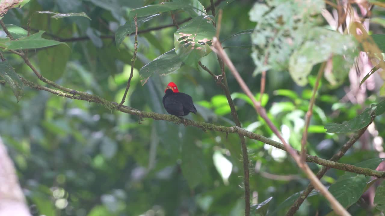 el lindo manakin de tapa roja, un pájaro de costa rica con su cabeza roja
