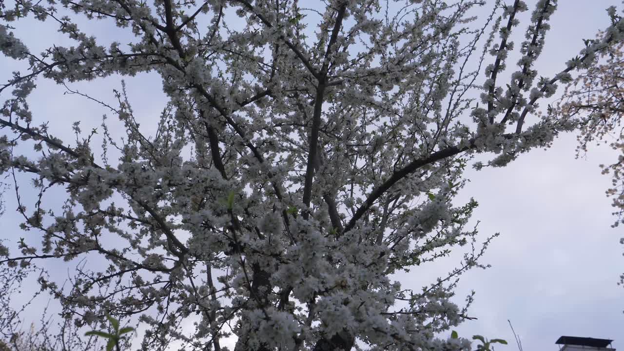 Albero di mirabelle in fiore al crepuscolo con un ciliegio sullo sfondo.