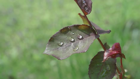 dew drops and spider webs reflect sunlight on a swaying rose leaf, close up