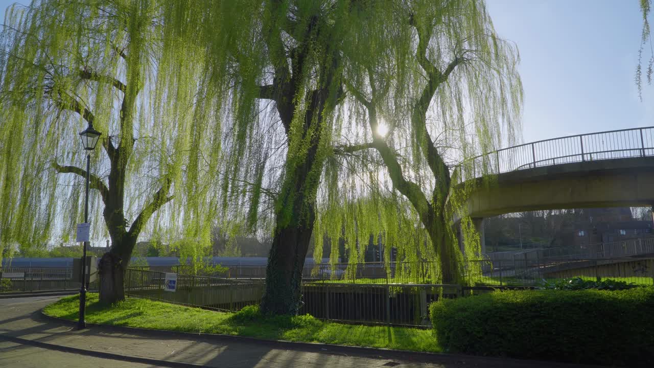 Trees blowing in a gentle breeze with cars passing by behind them in a British city on a sunny afternoon