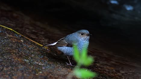 this female plumbeous redstart is not as colourful as the male but sure it is so fluffy as a ball of a cute bird