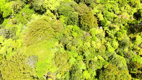 waireinga reserva escénica con árboles tawa cerca de las cataratas del velo nupcial en verano en waikato, nueva zelanda