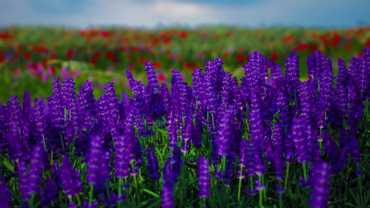 потрясающее поле лаванды в полном цвете