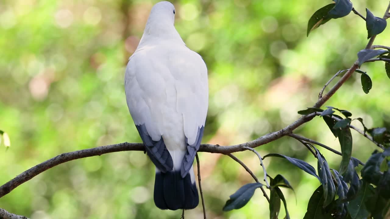 자연 서식지 에서 가지 에 앉아 있는 비둘기