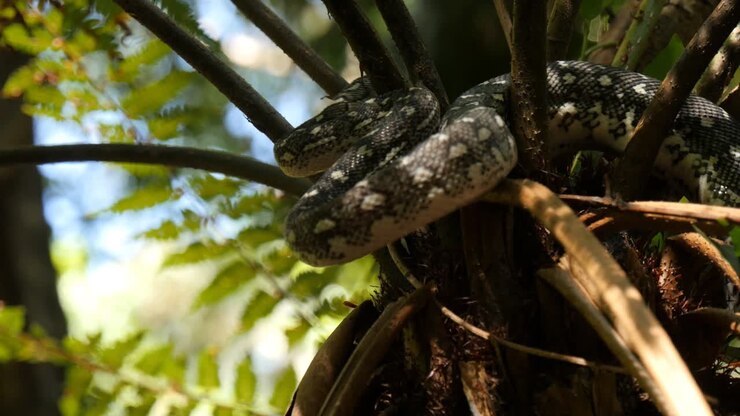 Python snake in rainforest fern tree - Diamond Python