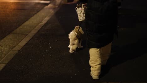 person and dog crossing the street at night