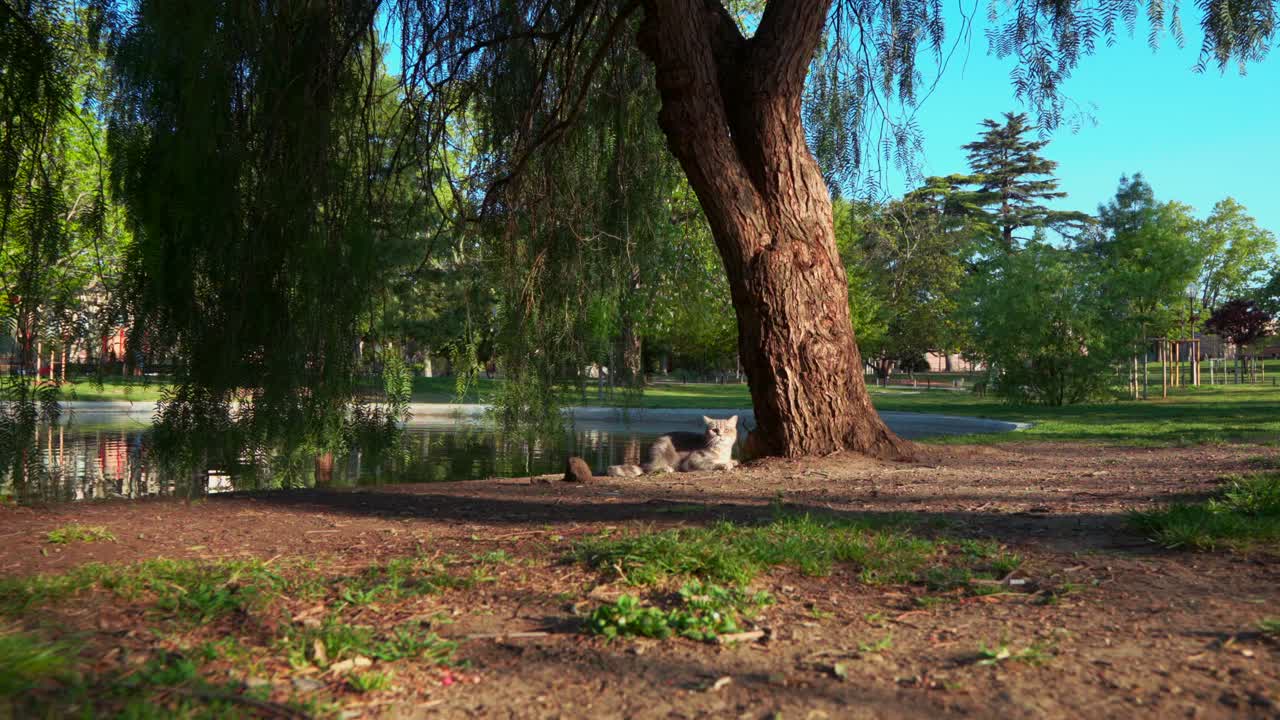un gato escocés está sentado cerca de un árbol en el parque por la mañana