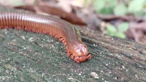 millipede's journey on wood is beautifully captured in a close-up shot, revealing thailand's natural charm