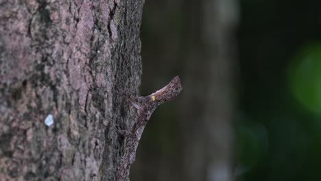 sacando su cuerpo en busca de insectos en la corteza del árbol en el bosque, avistado dragón volador draco maculatus, tailandia