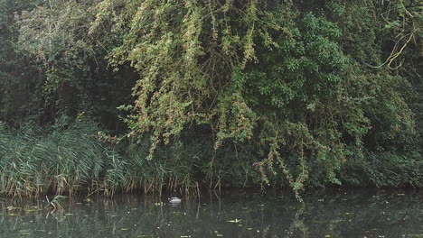 Un-Pato-Real-Nadando-En-Un-Canal-De-Izquierda-A-Derecha-A-La-Sombra-De-La-Orilla-Del-Canal-En-Una-Hermosa-Tarde-Otoñal