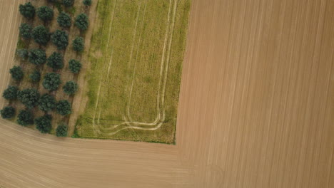 aerial view of agricultural fields and olive trees