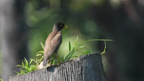 common myna in grass - green .