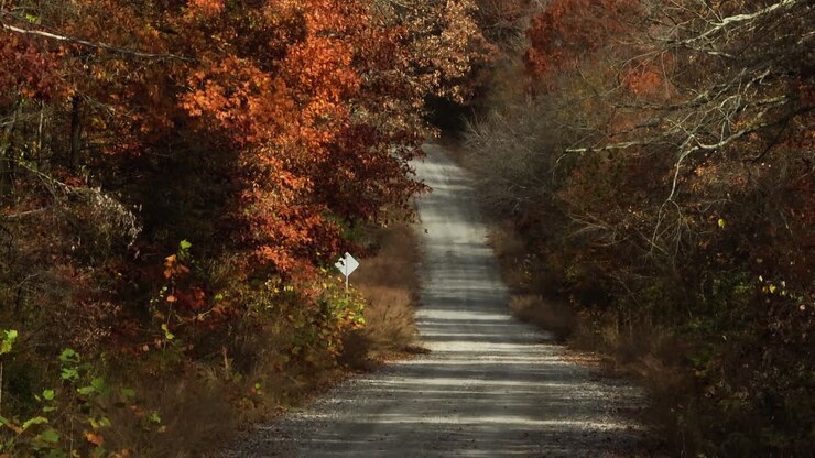 Countryside Road Between Lush Autumn Forest In AR, USA - Drone Shot