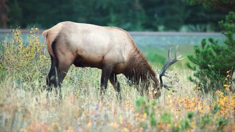 Un-Alce-Toro-Se-Da-Un-Festín-Con-Hierba-Y-Bayas-En-Un-Campo-En-Otoño-En-Las-Montañas-Rocosas-Canadienses-En-4k