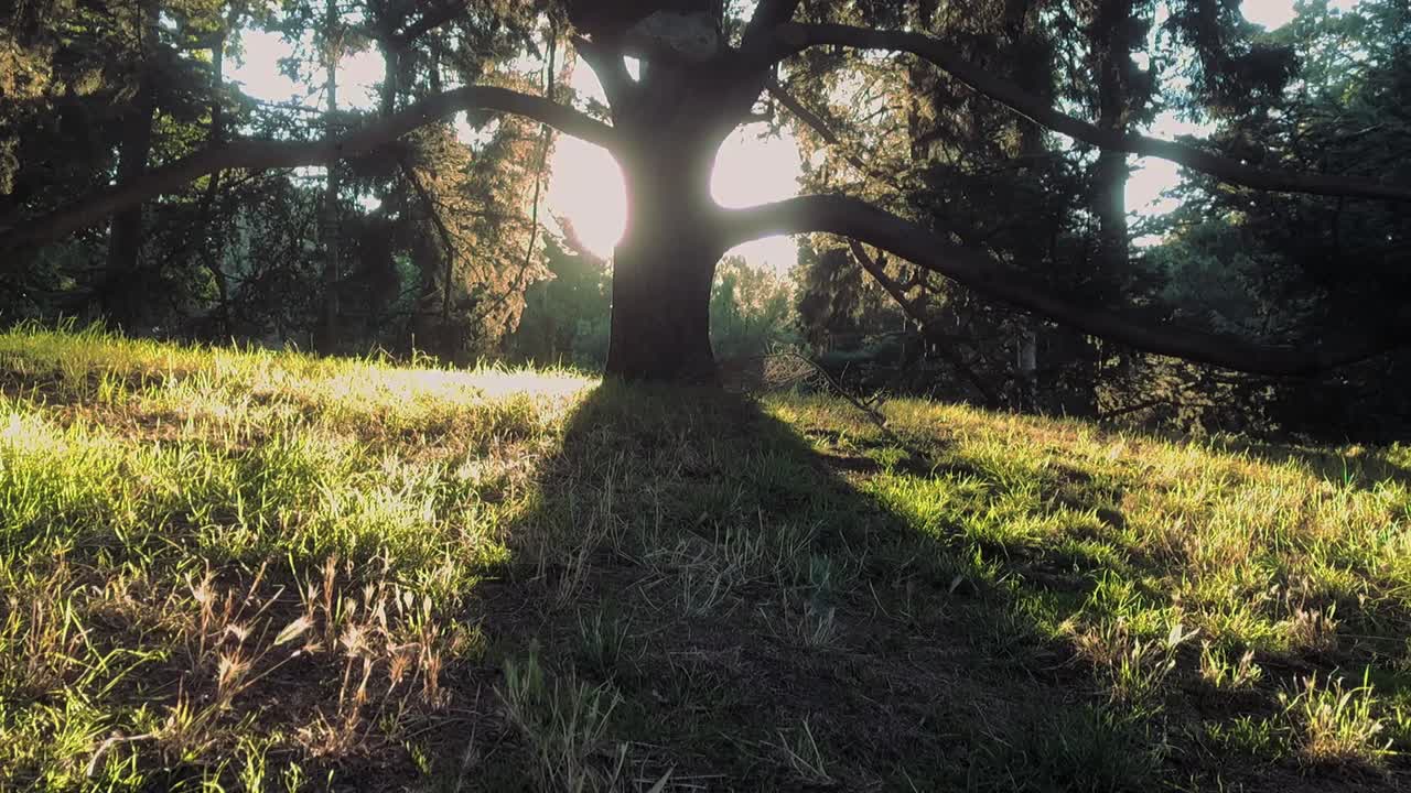 Dreamy Dolly Shot Of A Tree With Sun Flairs In The Background - Slow Motion
