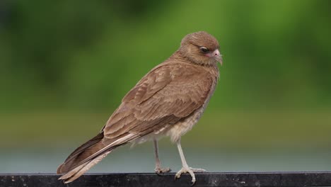 common scavenger in its natural habitat, chimango caracara, milvago chimango perched on metal bar waiting for targeted prey on a windy day, clicking its beak and turning its head